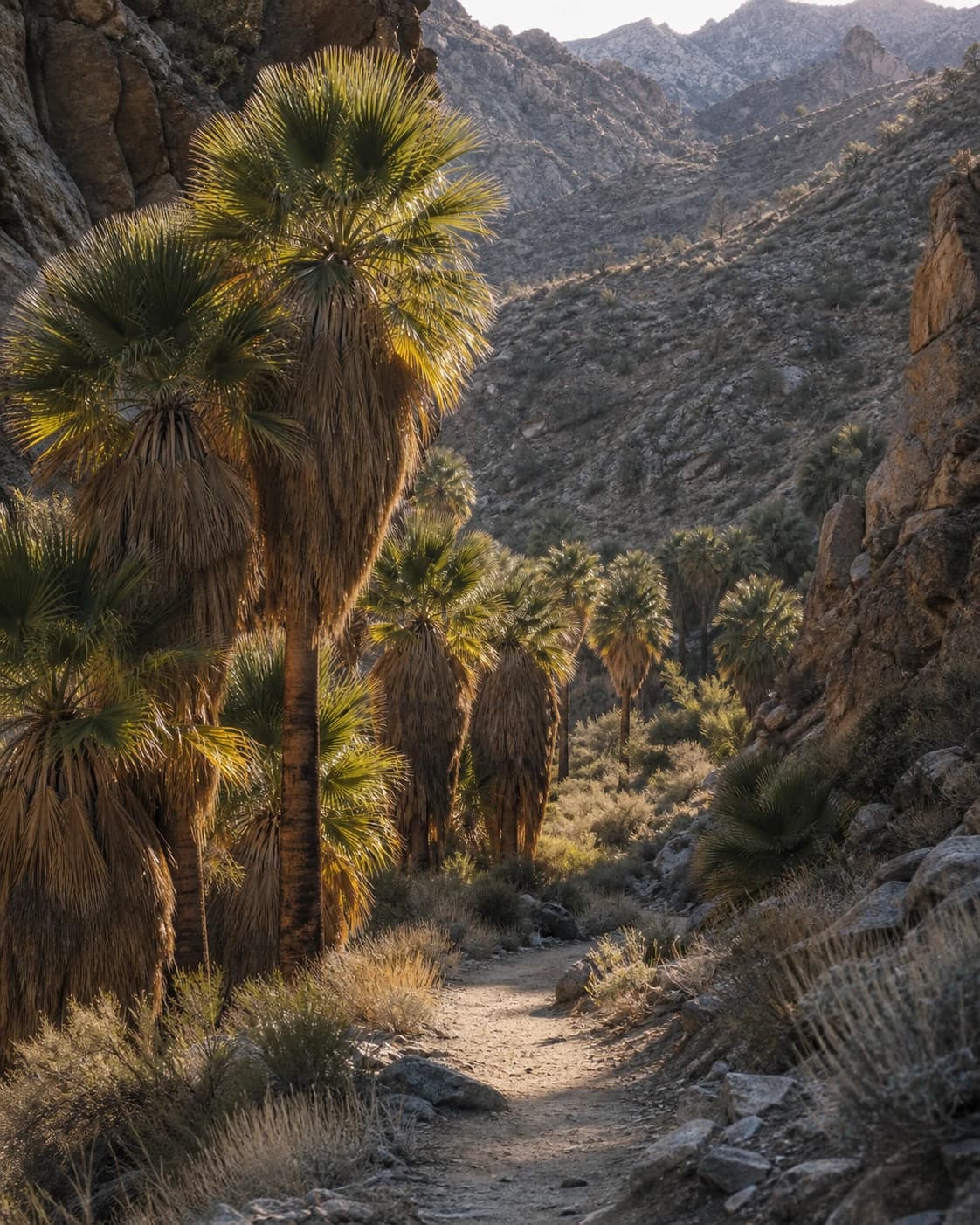 California fan palms glowing along a quiet desert canyon path